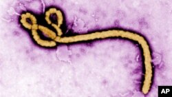 Vírus Ébola visto ao microscópio