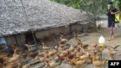 Cúm gia cầm tiếp tục lan nhanh ra nhiều địa phương và cho đến nay trên cả nước có 7 tỉnh, thành có dịch cúm gia cầm
