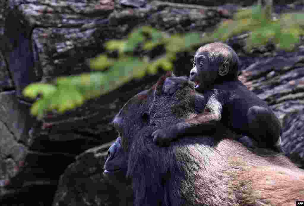 Western lowland gorilla Lou Lou and her daughter are seen at the zoo in Belo Horizonte, Brazil, Oct. 14, 2019.