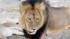 Zimbabwe hoãn xử vụ giết Sư tử Cecil