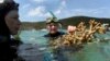 Several Studies Show Oceans Face Serious Threats
