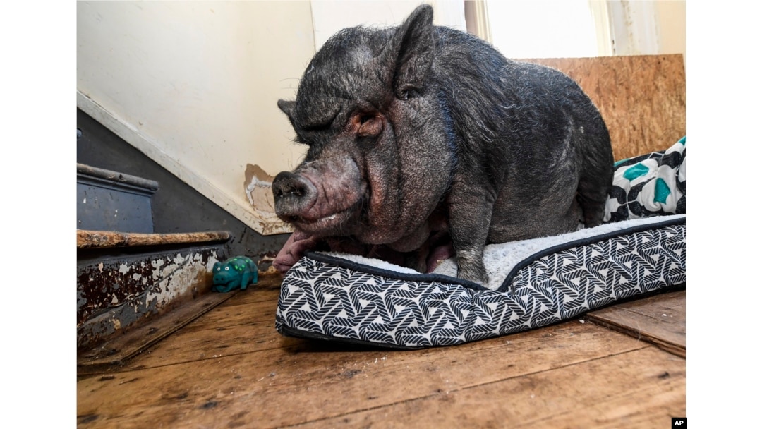 Emotional Support Pig
