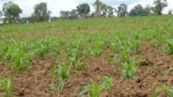 Agricultores angolanos pedem sementes e apoio – 2:48