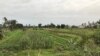Campo agrícola em Benguela, Angola