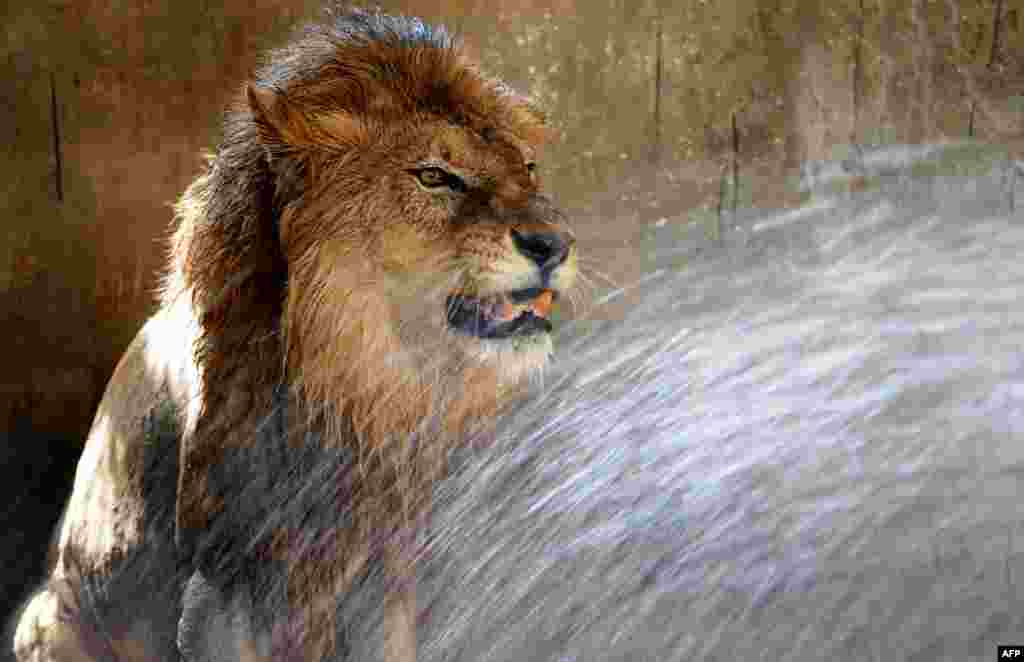 A lion is given a shower to cool down as temperatures rose at a zoological park in the Indian city of Jamshedpur.