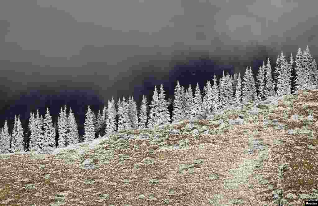 Hoar-frost covered trees are seen in a mountain outside Almaty, Kazakhstan.