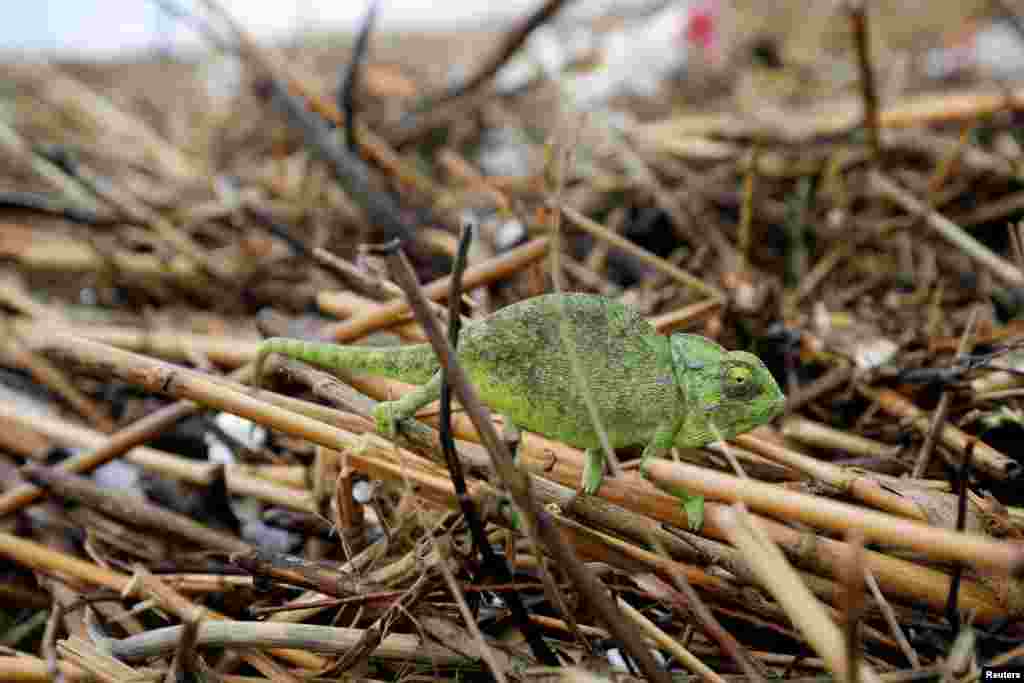 A chameleon is seen on washed-up river cane on a beach along the shore of the Mediterranean Sea in Ashdod as heavy rainfalls hit Israel.