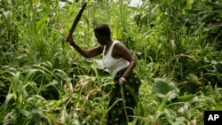 Camponesa trabalhando o campo em Cabinda