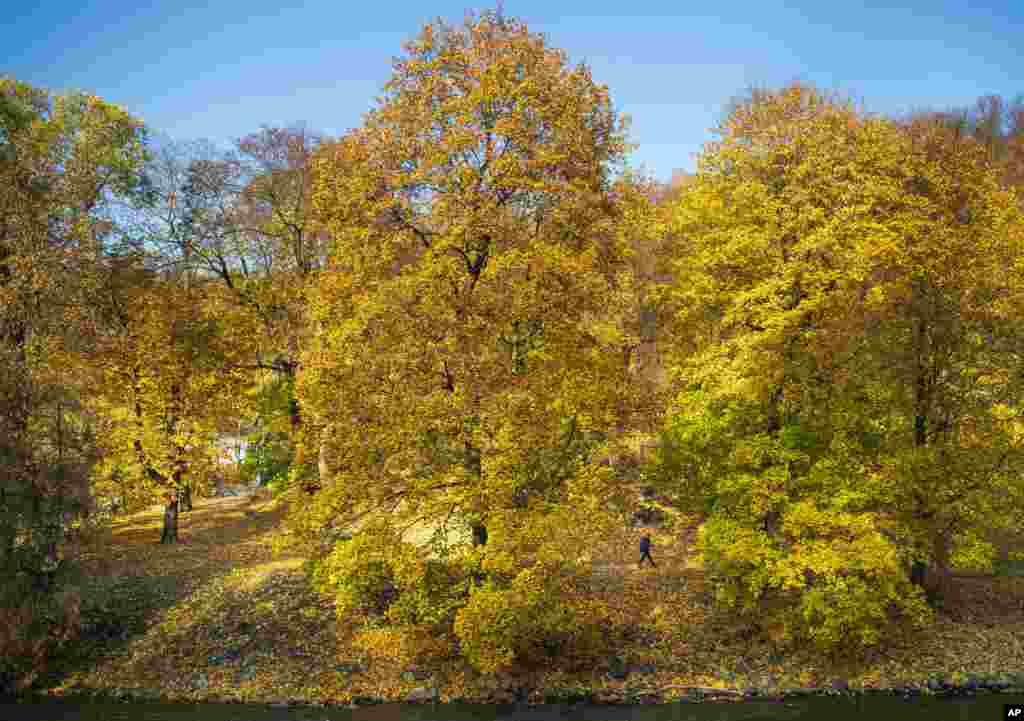 A man walks past autumnal trees during a sunny day in Vilnius, Lithuania, Oct. 16, 2019.