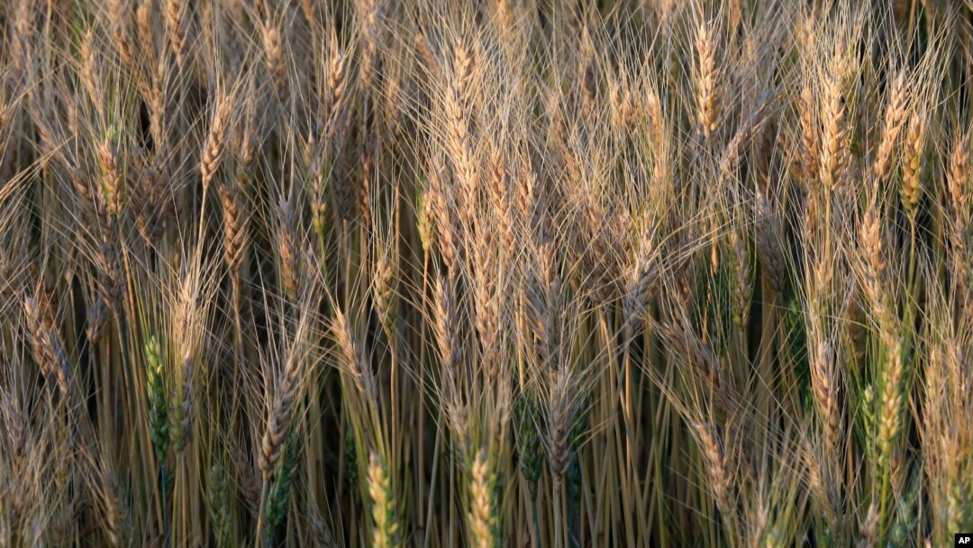 Scientists are creating smarter seeds with more nutrients to help fight world hunger.