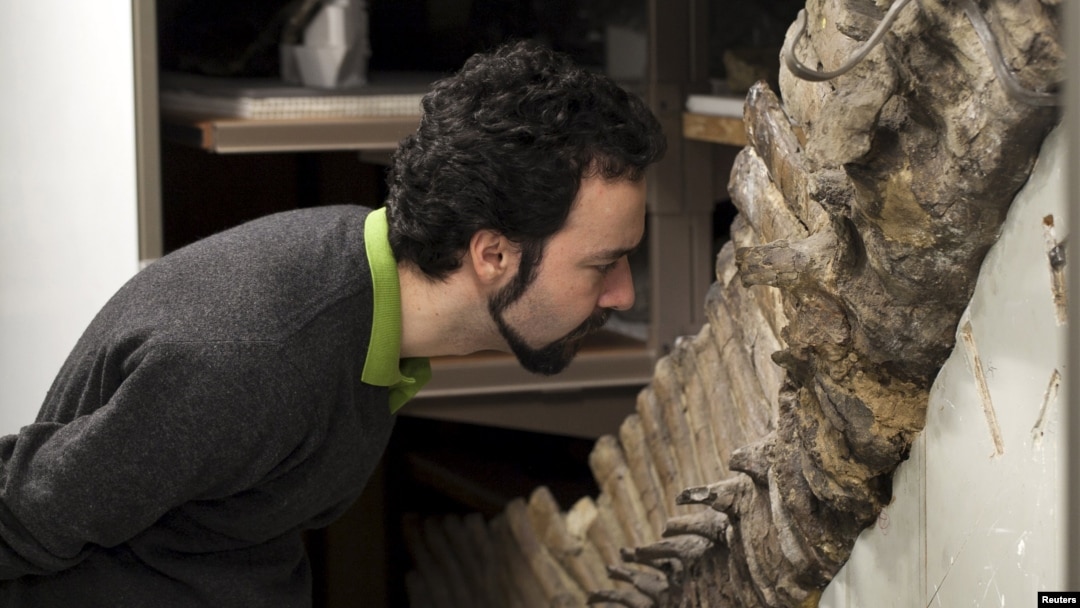 Sergio Bertazzo, a biomedical physical scientist at Imperial College in London, examines a fossil at Natural History Museum in London in this undated handout photo provided by Laurent Mekul, June 9, 2015.