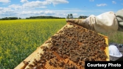 La disminución de colonias de abeja asciende a 42.1 por ciento de las colonias en un periodo de 12 meses, que terminó en abril. Esto es más del 34.2 por ciento reportado el año pasado y es considerado el segundo mayor récord desde que se empezó a hacer este estudio en 2010. 