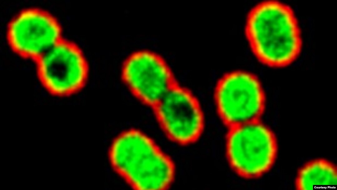 Multi-drug-resistant, gram-negative rod bacteria Acinetobacter baumannii being killed by azithromycin (green) in the presence of a human antimicrobial peptide naturally present at infection sites. (Credit: UC-San Diego School of Medicine)