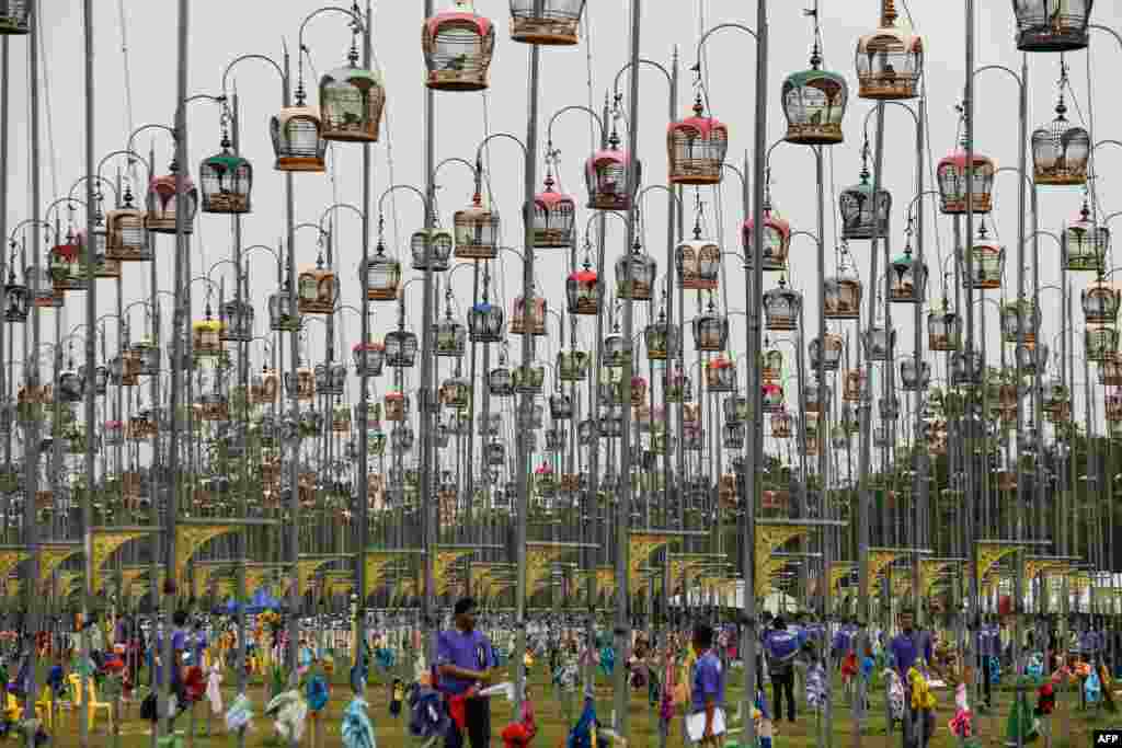 Birds sit in their cages during the annual bird-singing competition in Thailand's southern province of Narathiwat.