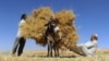The Human Side of Pack Animals