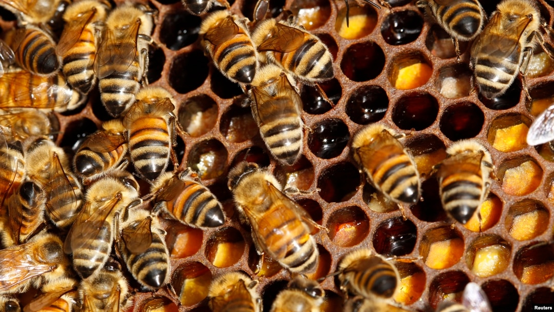 Detail of bees on their hive on the rooftop of the Tour d'Argent restaurant overlooking the River Seine in Paris, September 24, 2010.