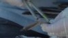 Citizen Scientists Gather Data on Dead Seabirds