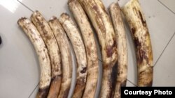 Peças de marfim apreendidas em Moçambique (Arquivo)