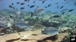 Cá và các rạn san hô trong vùng biển các đảo nằm hướng tây bắc quần đảo Hawaii