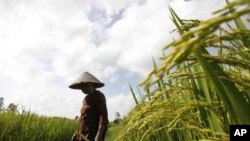 Nông dân miền bắc Việt Nam làm việc trong cánh đồng lúa