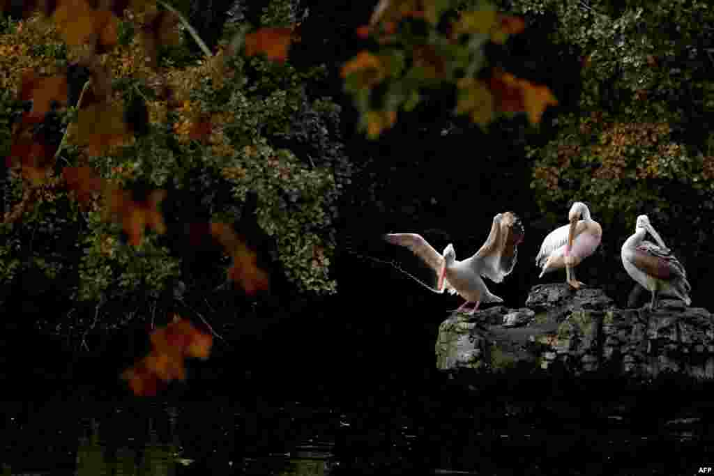 Pelicans are seen in St. James's Park in central London.