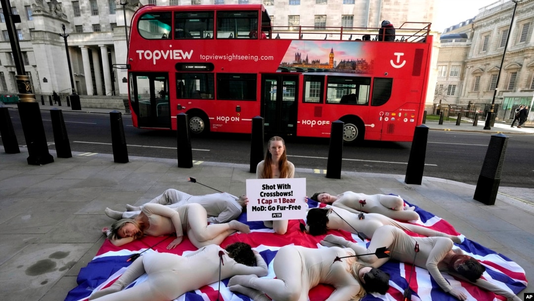 PETA supporters dressed in bear masks and covered in bloody "arrow wounds" lie on a Union Jack flag as they hold a "die-in" near the Ministry of Defense headquarters in London to protest the slaughter of Canadian black bears for ornamental bearskin caps, Jan. 19, 2024.