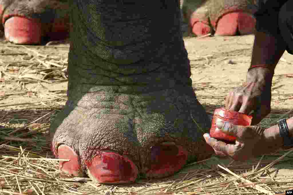 A mahout decorates his elephant before an elephant beauty pageant in Sauraha Chitwan, some 150km southwest of Kathmandu, Nepal.