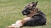 Sometimes It Is Better 'To Let Sleeping Dogs Lie'