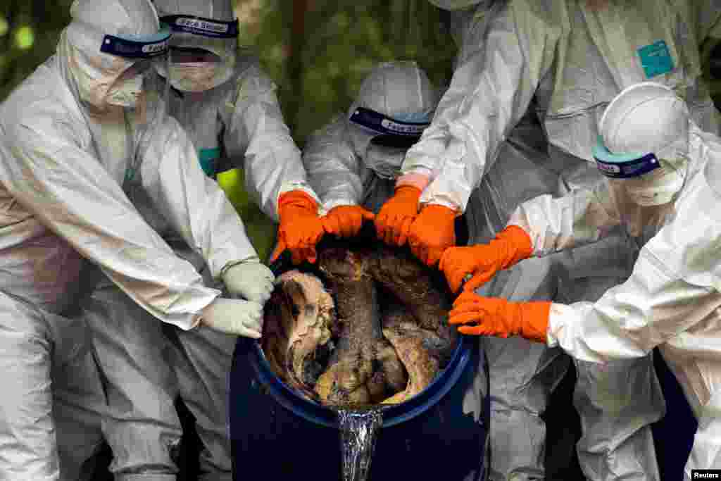 Thai wildlife department officials wearing protective suits drain formaldehyde from a tank containing carcasses of tigers seized from the Tiger Temple tourist attraction, at Khao Prathap Chang Wildlife Sanctuary in Ratchaburi province, Thailand.